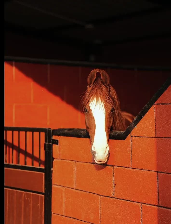 BUY A HORSE