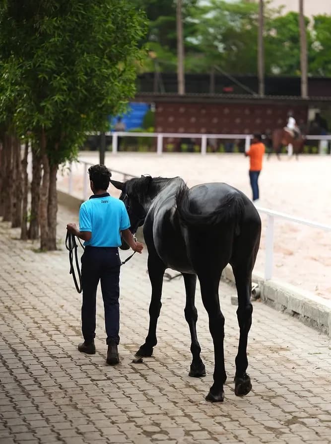 HORSE BOARDING