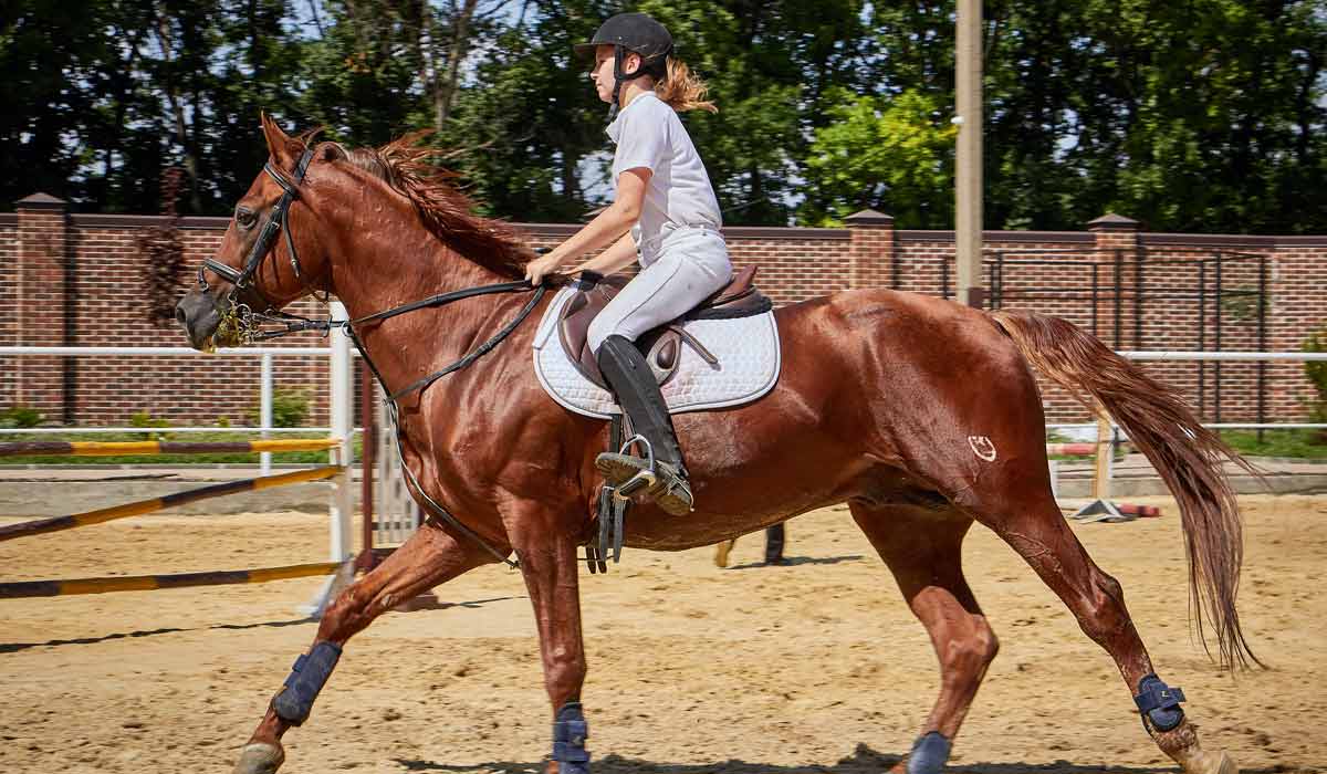 Horse Riding Journey