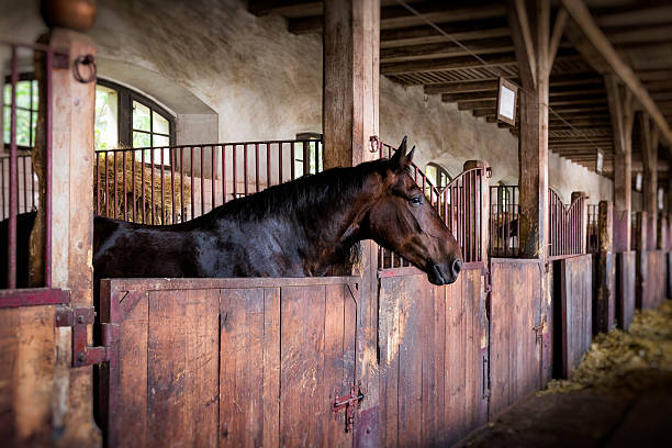 stable horse