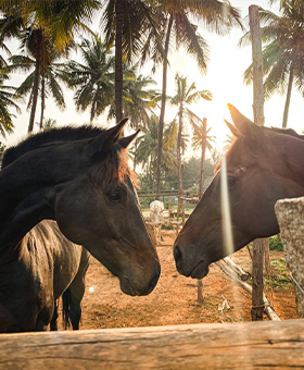 Bangalore Horse Riding School